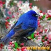 بهار زیبا با پرنده زیبا ولی تنها